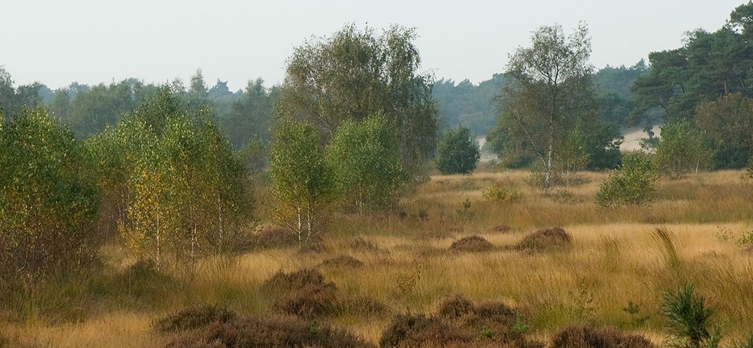 Loonse en Drunense duinen
